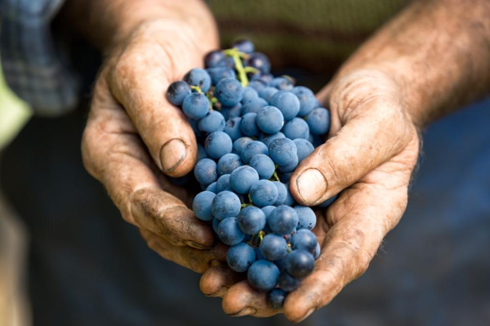 Pinot Noir